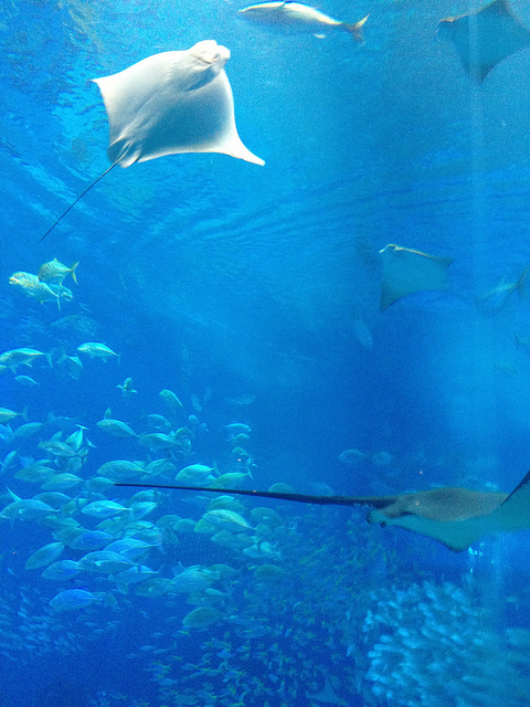 美ら海水族館