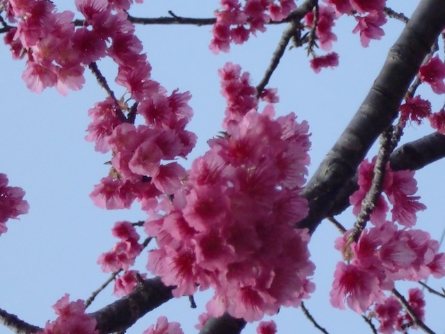 沖縄桜