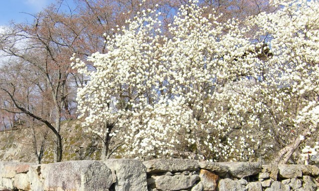 tuyama-sakura