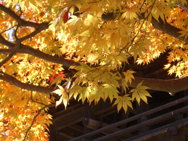 足利氏館（鑁阿寺）写真1