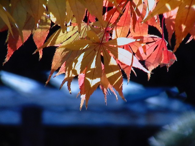 足利氏館（鑁阿寺）写真5